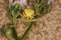 Misumena_vatia_D5022_Z_91_Les Gris_Frankrijk